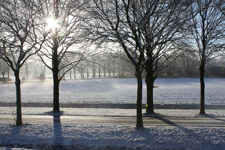winter, snow, trees, sun, water, cold temperature, bare tree HD wallpaper