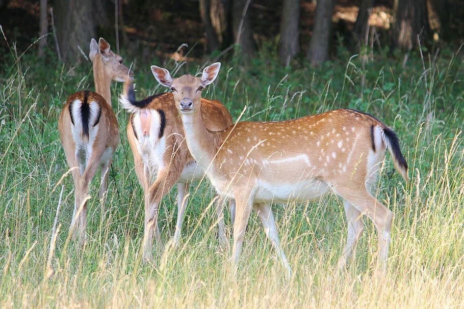 photo of three deer on grass, forest, meadow, fallow deer, mammal HD wallpaper
