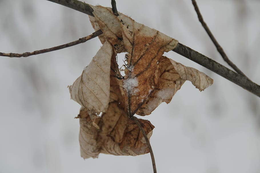 leaf, winter, snow, snowy, wintry, botany, close-up, dry, plant part HD wallpaper