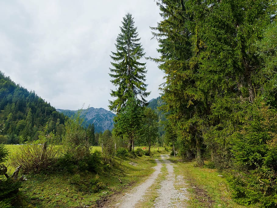 pathway surrounded with green trees at daytime, forest, mountain HD wallpaper