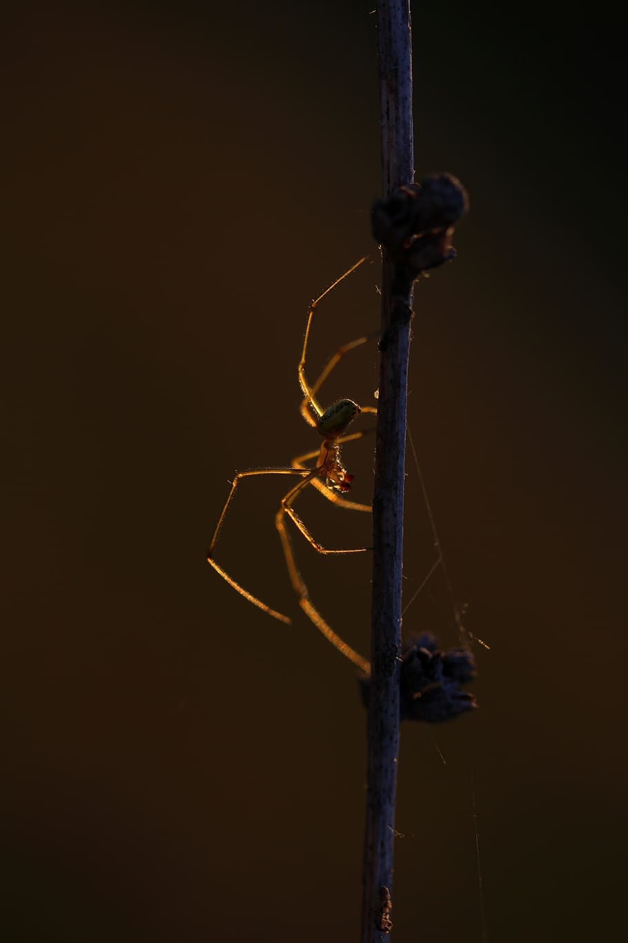 spider, casey, light, in the evening, close-up, insect, invertebrate HD wallpaper