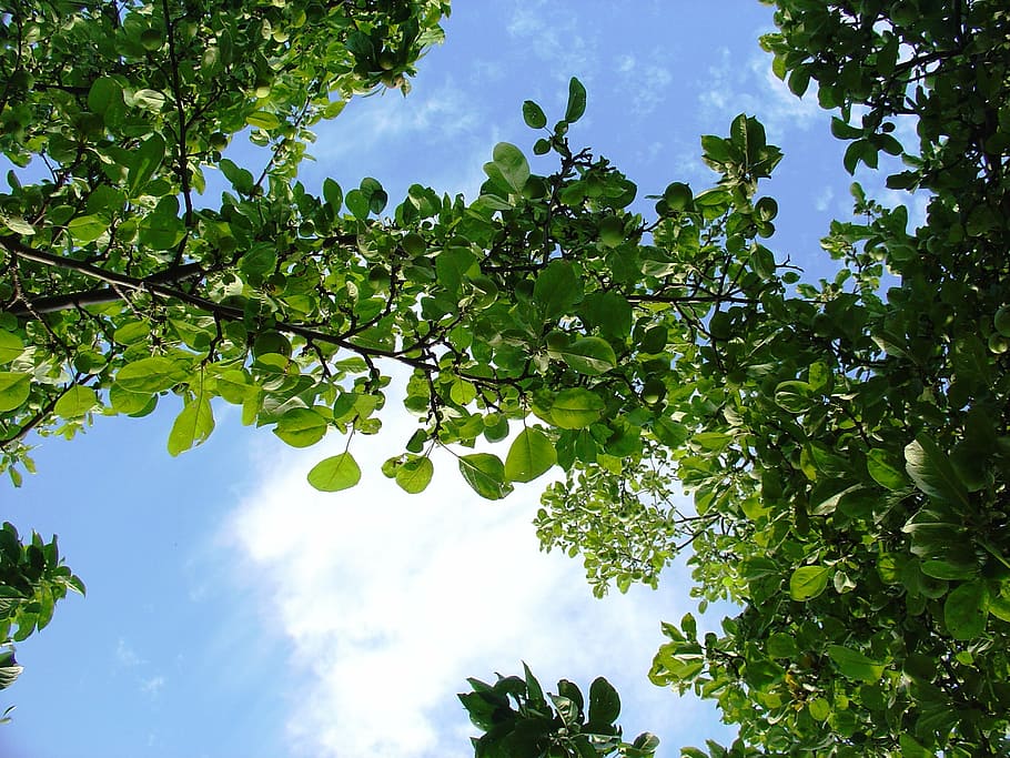 foliage, sky, nature, tree, spring, plant, growth, green color HD wallpaper