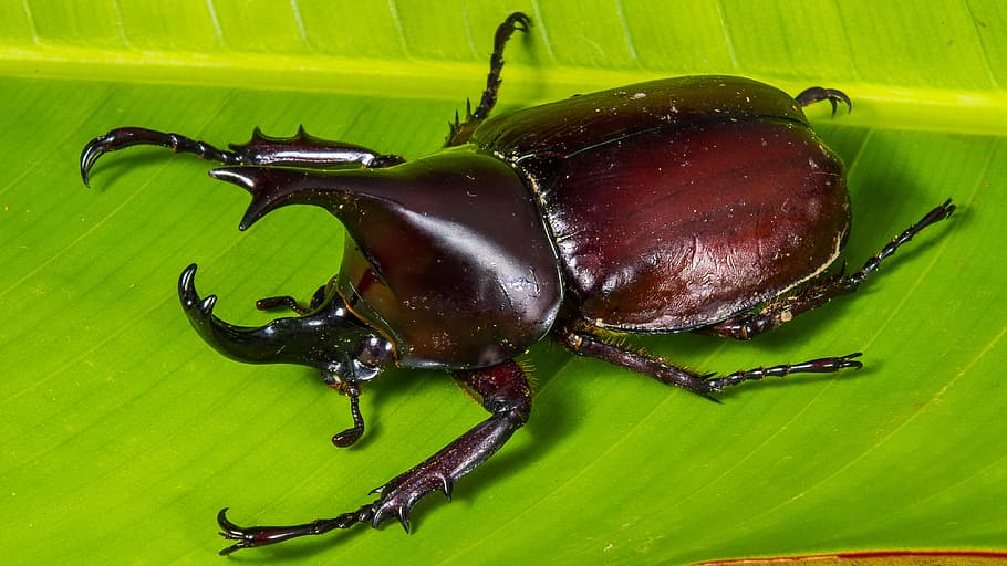 tropical beetles, rhinoceros beetle, riesenkaefer, green color, HD wallpaper
