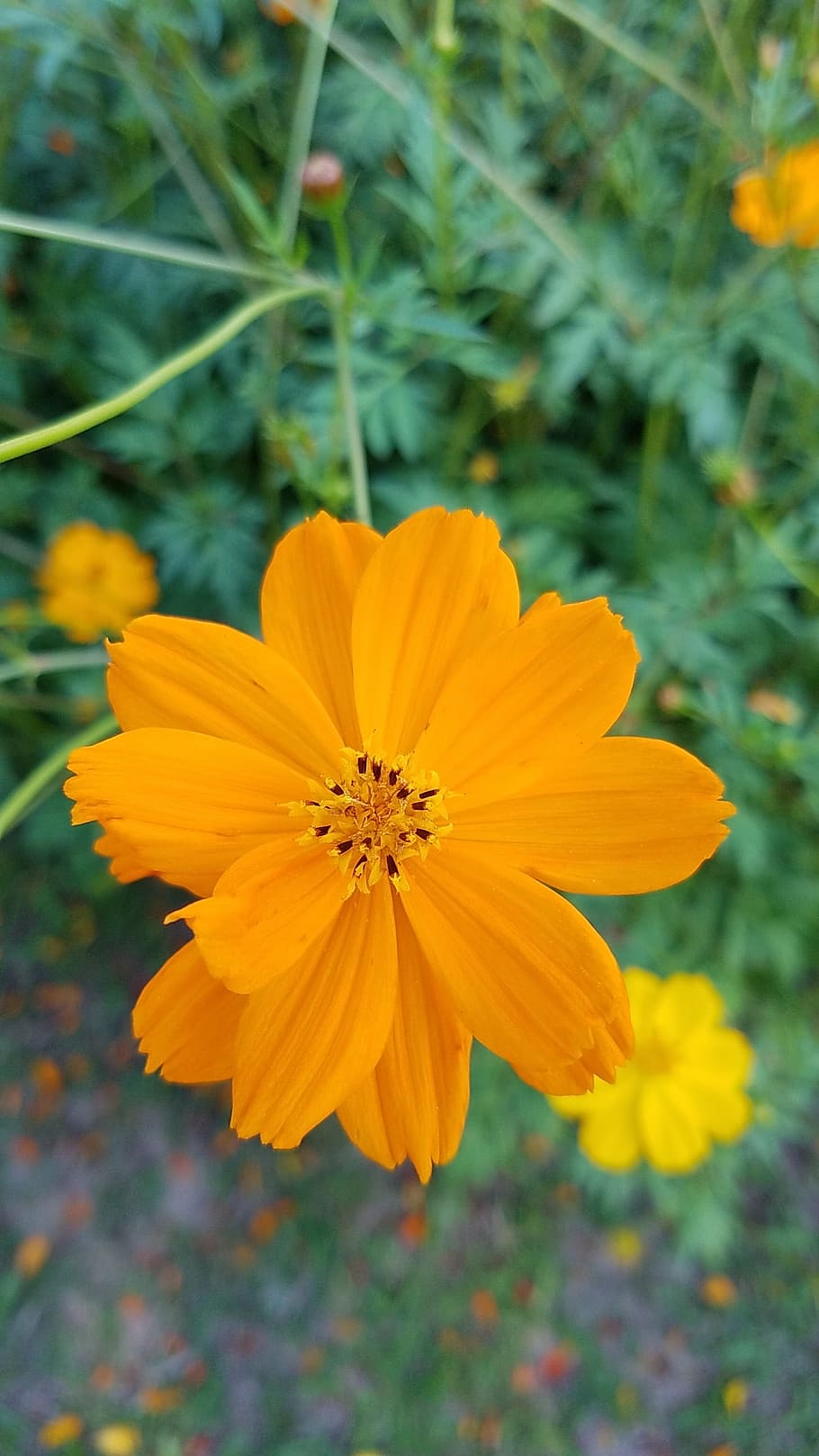 yellow, flowers, spring, nature, plant, summer, floral, blossom HD wallpaper