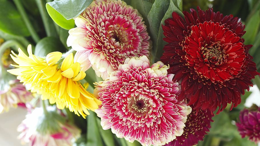 deleted, wrong, crap, flowering plant, fragility, freshness HD wallpaper