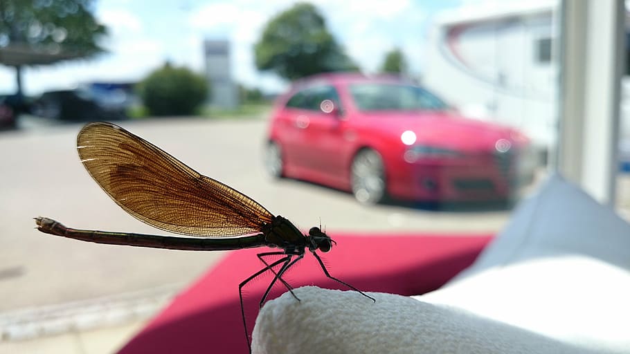 macro, dragonfly, close, invertebrate, insect, mode of transportation HD wallpaper