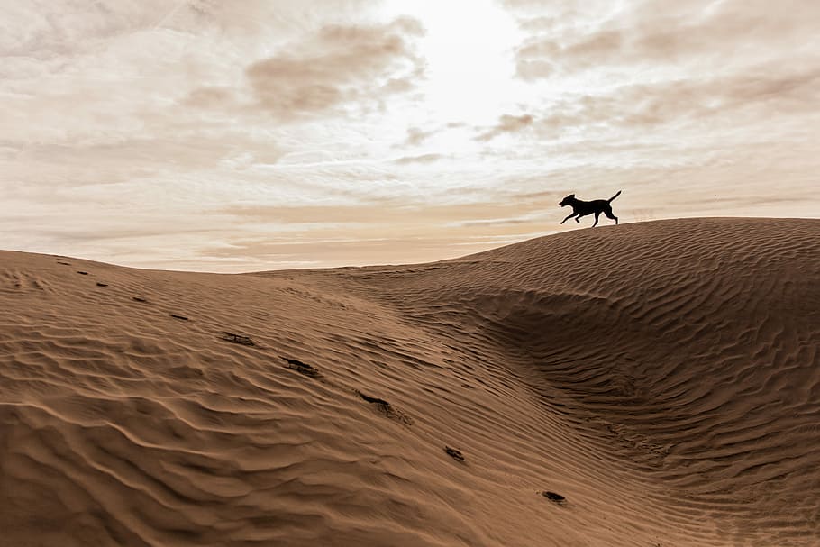 black 4-legged animal running on brown mountain under white cloudy sky, silhouette of horse running in sand field HD wallpaper
