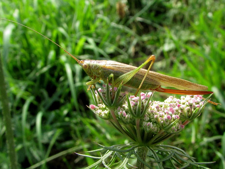 grasshopper, insect, animals, nature, plant, flower, flowering plant HD wallpaper