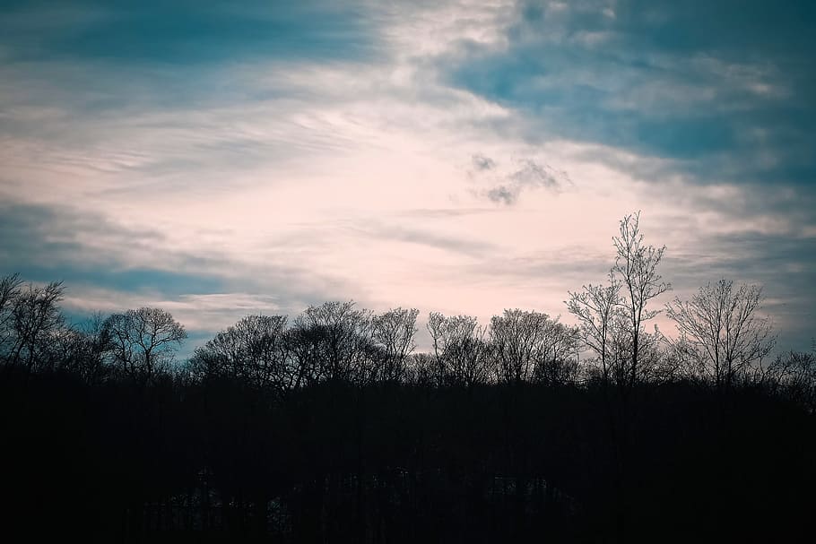 Trees, Winter, Forest, Nature, Landscape, mood, clouds, sky HD wallpaper