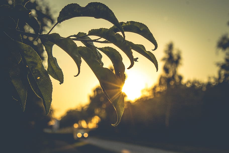 leaf, plant, trees, nature, sky, sunshine, sunset, sunlight HD wallpaper