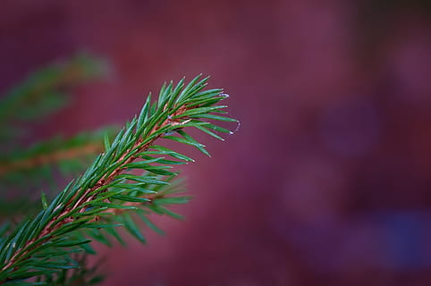 Branch, Conifer, Show, Needles, conifer show, green, spruce HD wallpaper