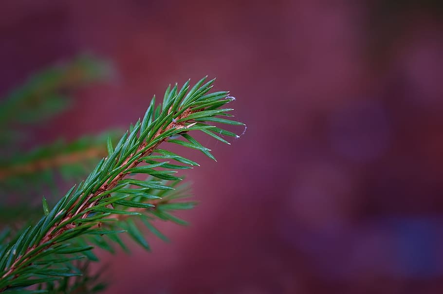 Branch, Conifer, Show, Needles, conifer show, green, spruce HD wallpaper