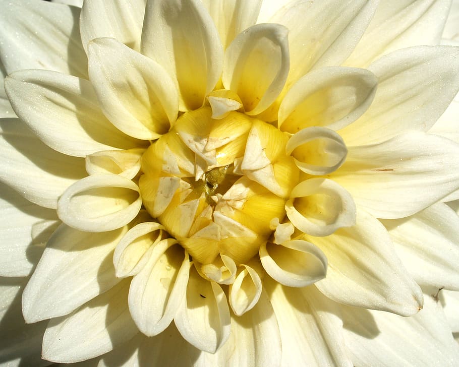 flower, bloom, blossom, flora, blooming, chrysanthemum, close-up HD wallpaper
