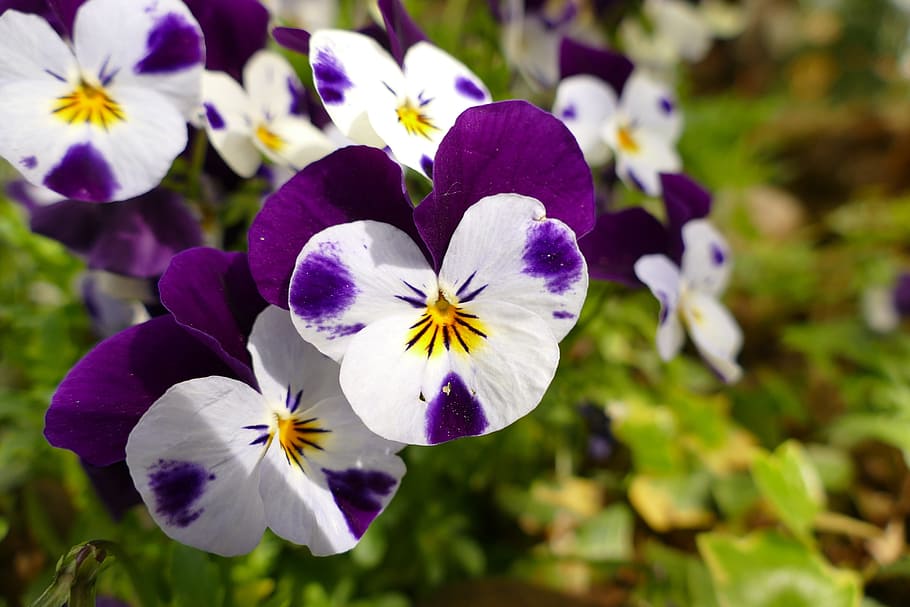 thoughts, flowers, nature, flowering plant, fragility, vulnerability HD wallpaper