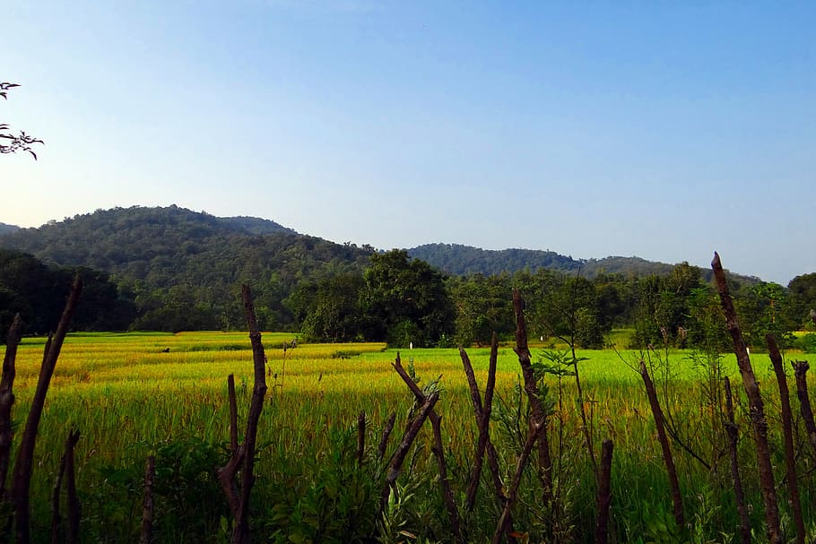 paddy fields, rice, countryside, rural, agriculture, landscape HD wallpaper