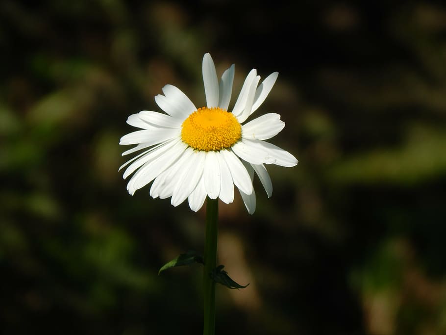 daisy, white flower, garden, flowering plant, freshness, fragility HD wallpaper
