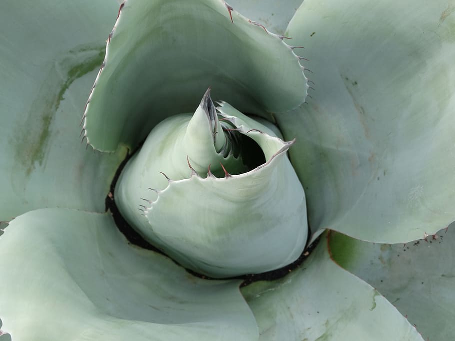 succulent, agave, desert, green, mexico, green color, close-up HD wallpaper