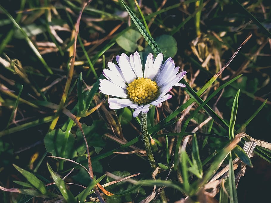 White Flower Plant Macro Photography during Daytime, autumn, bloom HD wallpaper