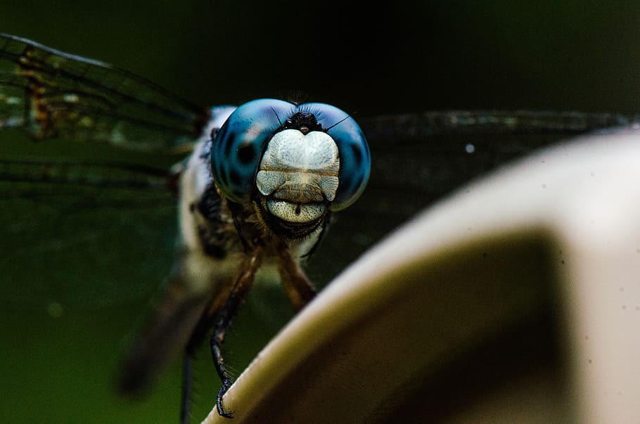 dragonfly, insect, macro, nature, animal themes, one animal HD wallpaper