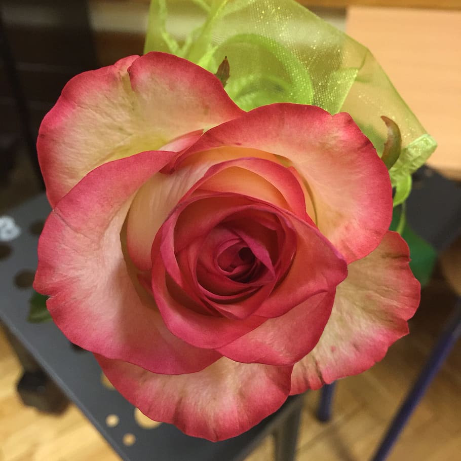 Flower, rose, red flower, rose - Flower, petal, nature, plant HD wallpaper