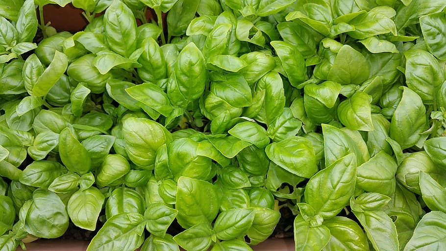 green vegetable leaves, basil, summer, cook, plant, italian HD wallpaper