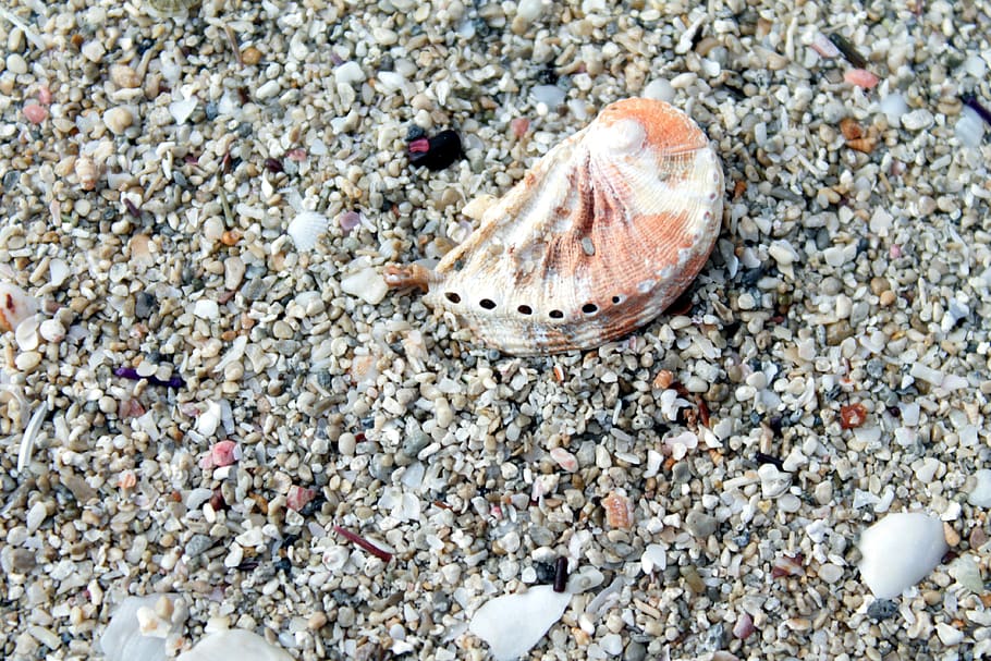 shell, beach, sand, animal wildlife, land, nature, stone - object HD wallpaper