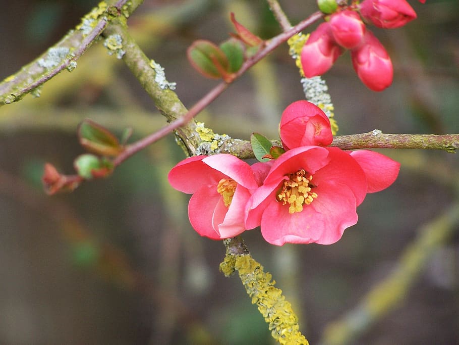flowering tree, spring, bud, fruit tree, cherry, nature, cherry blossoms HD wallpaper