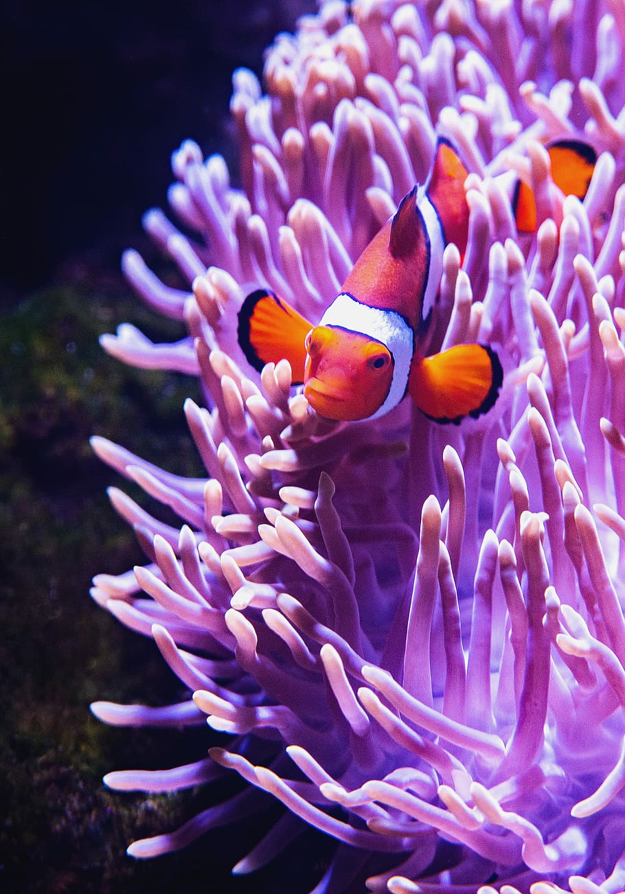 close-up photography of clownfish beside purple coral rift, orange and white fish