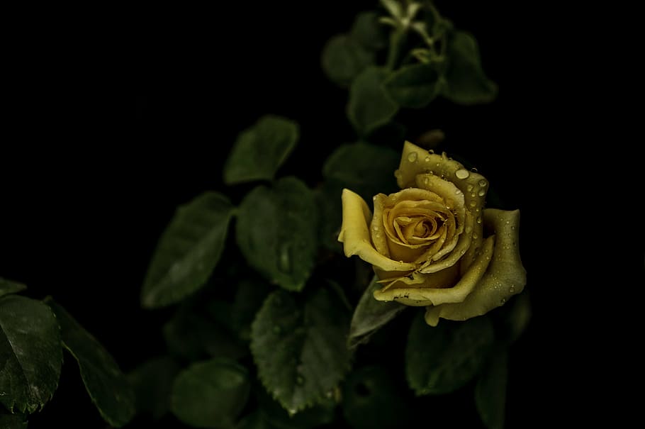 roses, yellow, leaves, dark, flowers, petals, spring, beauty in nature HD wallpaper