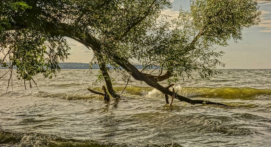 Wave, Willow, Tree, Fell, nature, no people, outdoors, day