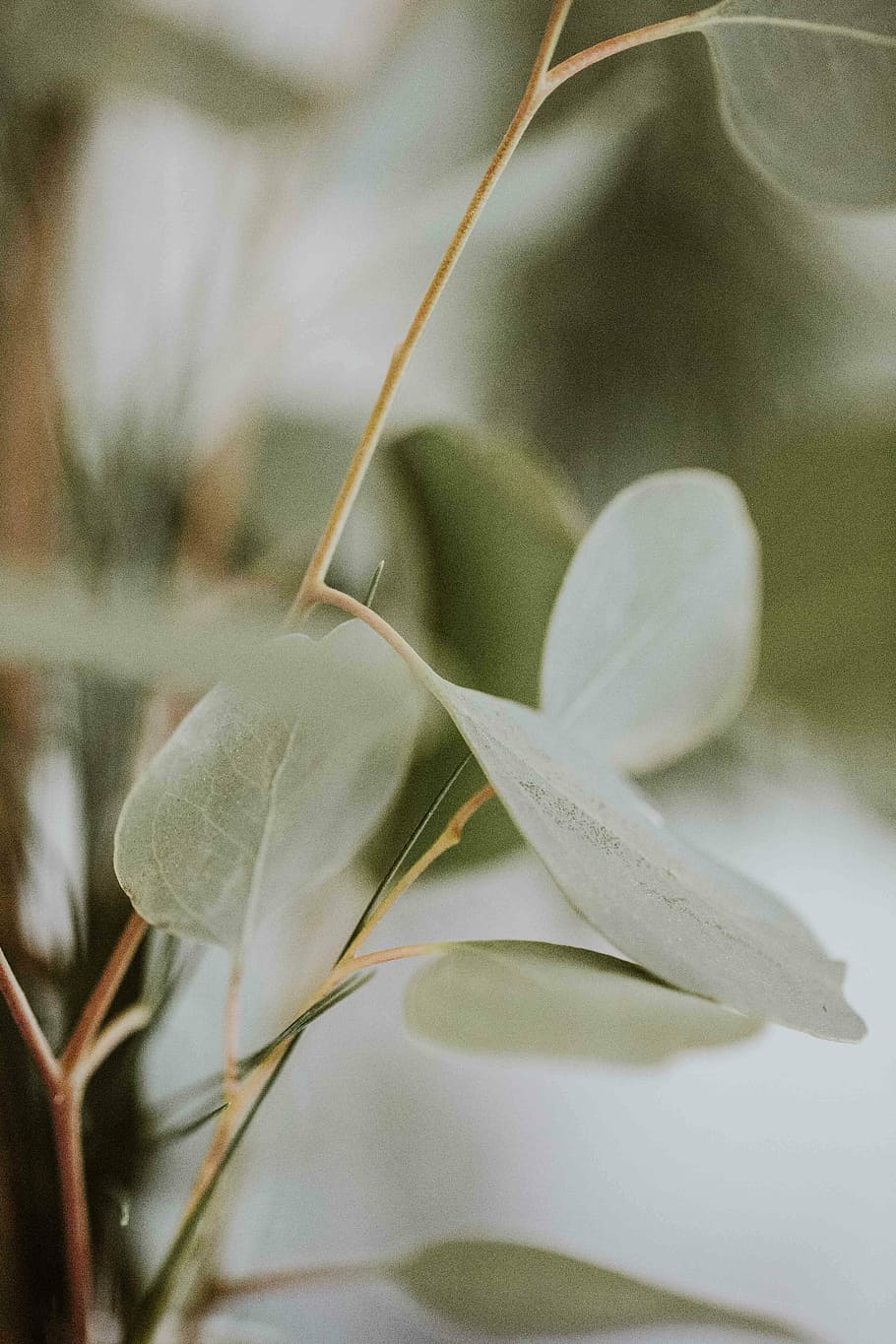 closeup of green leafed plant, closeup photo of green leafed plant HD wallpaper