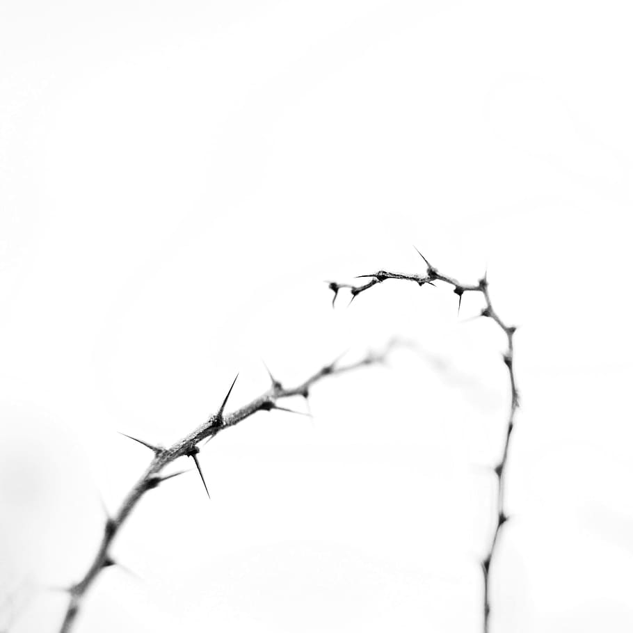 Thorny, Path, Winter, nature, tree, branch, white, close-up HD wallpaper