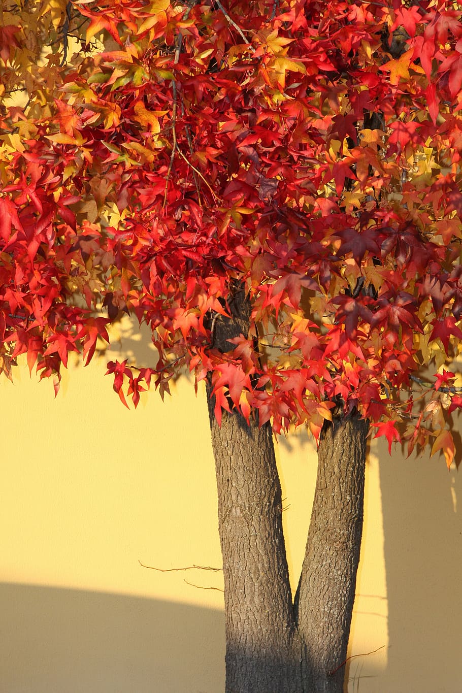 autumn, trees, color, maple, nature, leaves, red, change, plant HD wallpaper