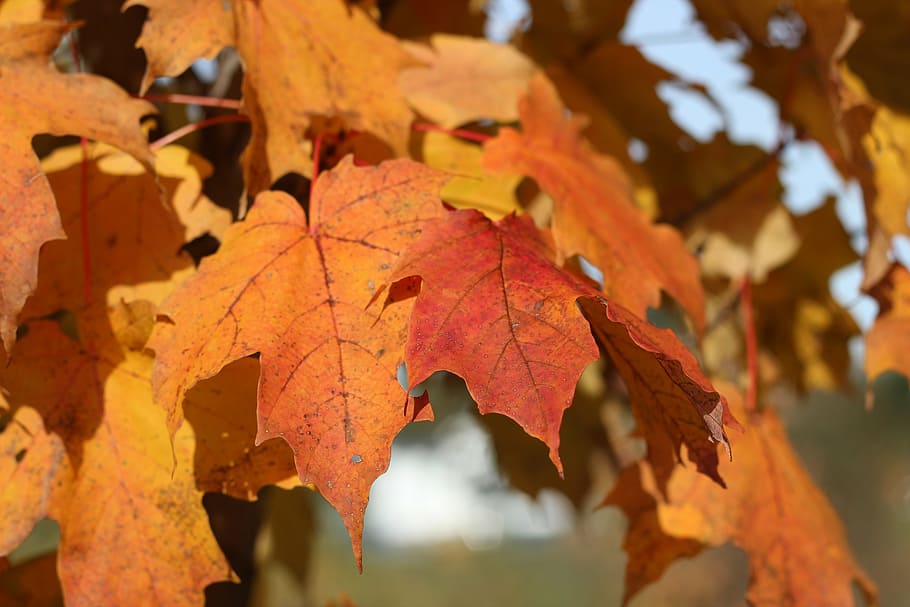 leaves, fall, tree, nature, orange, autumn, foliage, seasonal HD wallpaper