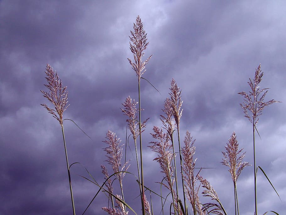 Grass, Tall, Inflorescence, Vegetation, clouds, sky, overcast HD wallpaper