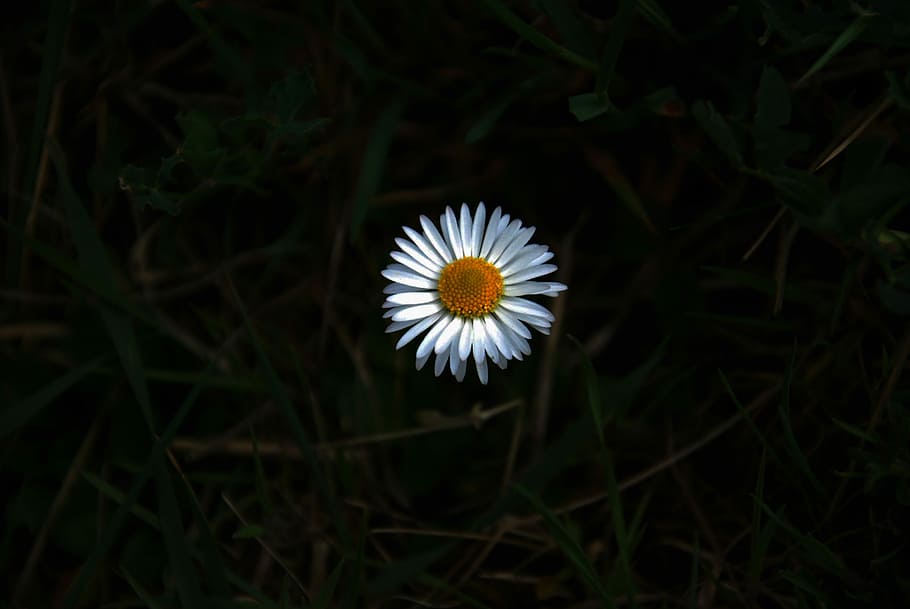 Flowers, Shadow, Yellow, nature, daisy, plant, grass, meadow HD wallpaper