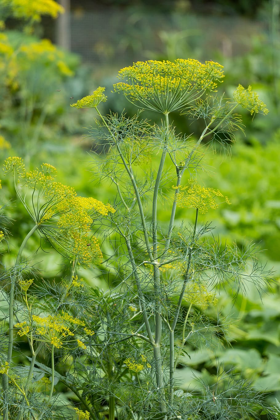 dill, herb, plant, garden, green, growth, green color, beauty in nature, HD wallpaper