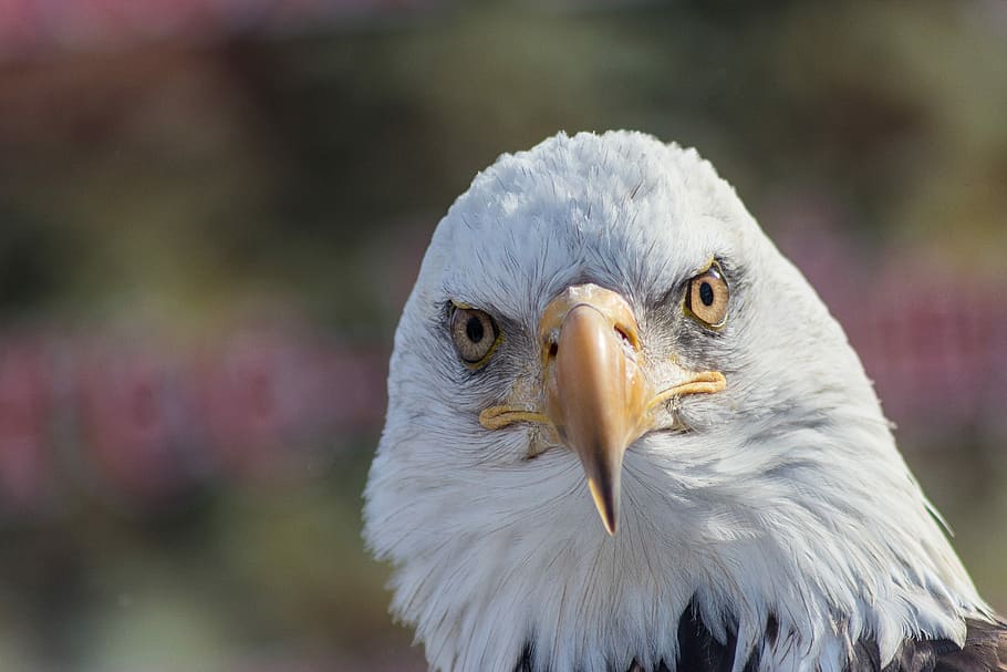 bald eagle during day, American bald Eagle, bird, beak, eye, portrait HD wallpaper