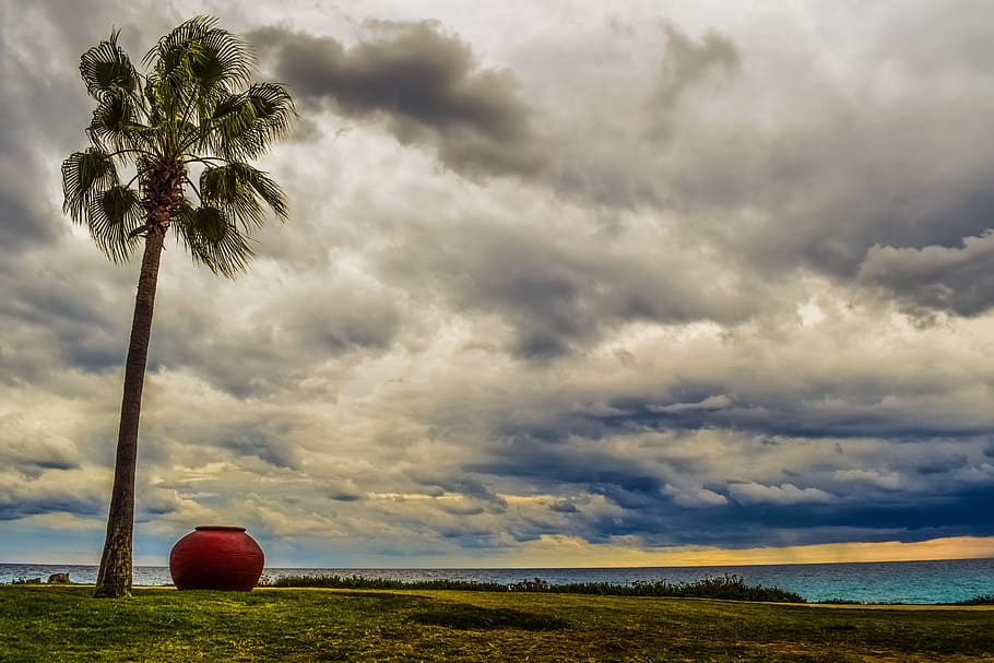 sky, tree, clouds, cyprus, ayia napa, nissi beach, autumn, palm tree HD wallpaper