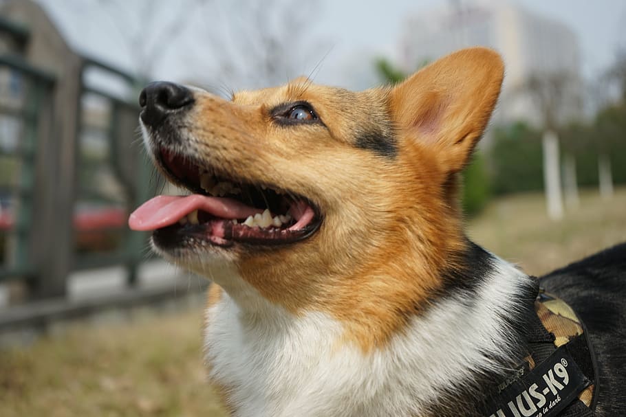 pets, corgi, the self-timer, dog, domestic animals, animal themes HD wallpaper