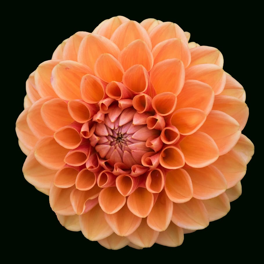 orange Dalhia flower, dahlia, blossom, bloom, dahlia garden, late summer, HD wallpaper