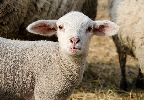 white goat, lamb, passover, schäfchen, cute, animal, lambs HD wallpaper