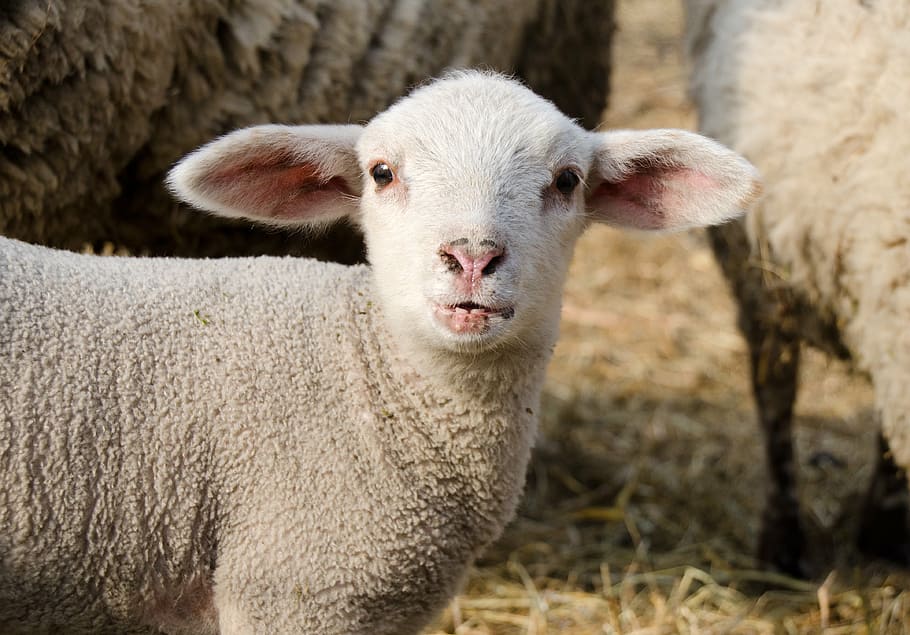 white goat, lamb, passover, schäfchen, cute, animal, lambs HD wallpaper