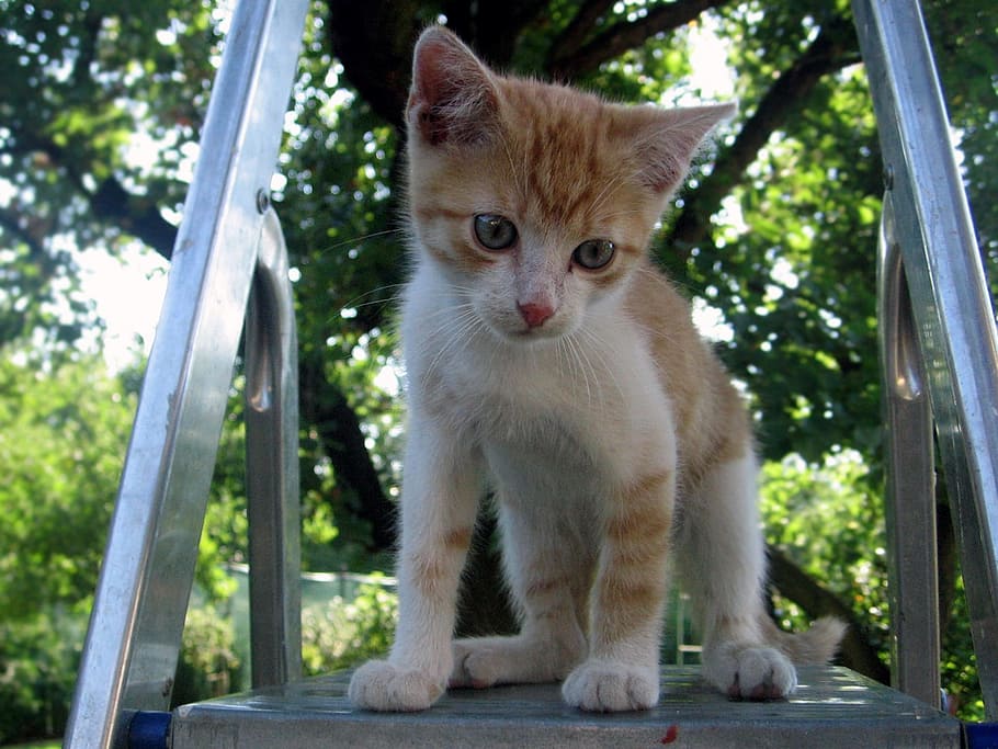 Cat, Tomcat, Kitten, domestic cat, pets, domestic animals, one animal HD wallpaper