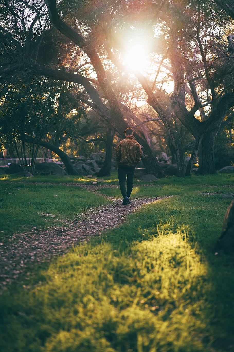 Moody Friday, man walking near tree, sunlight, path, trees, plant HD wallpaper