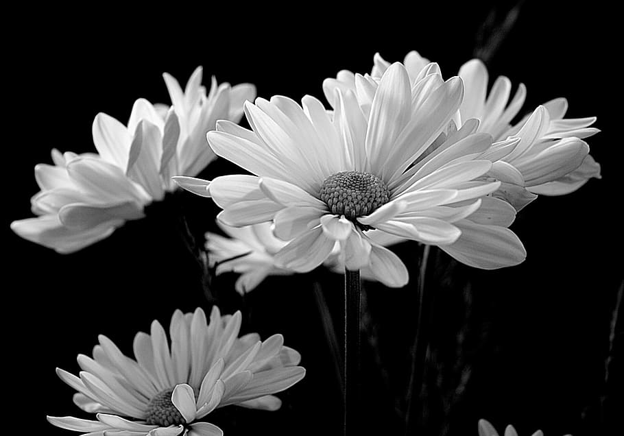 grayscale photo of sunflowers, flora, daisy, daisies, white HD wallpaper