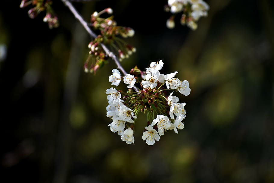 flowers, blossom, spring, bloom, white, bunch, floral, petal HD wallpaper