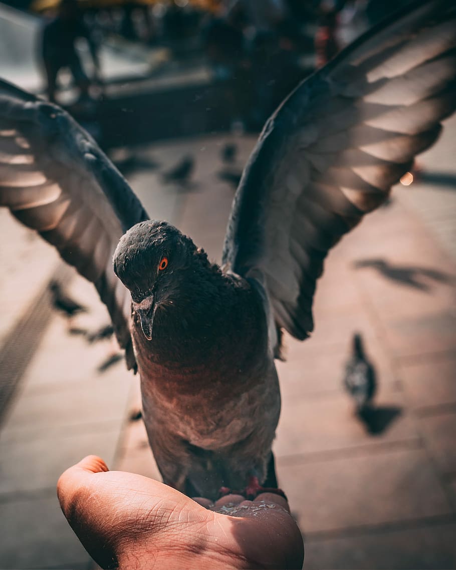 Food For Thought, pigeon on person's palm, feed, feeding pigeon