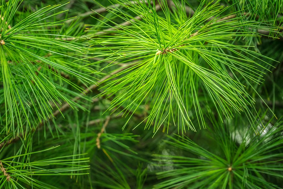 Pine, Green, Abstract, Conifers, evergreens, spring, nature HD wallpaper