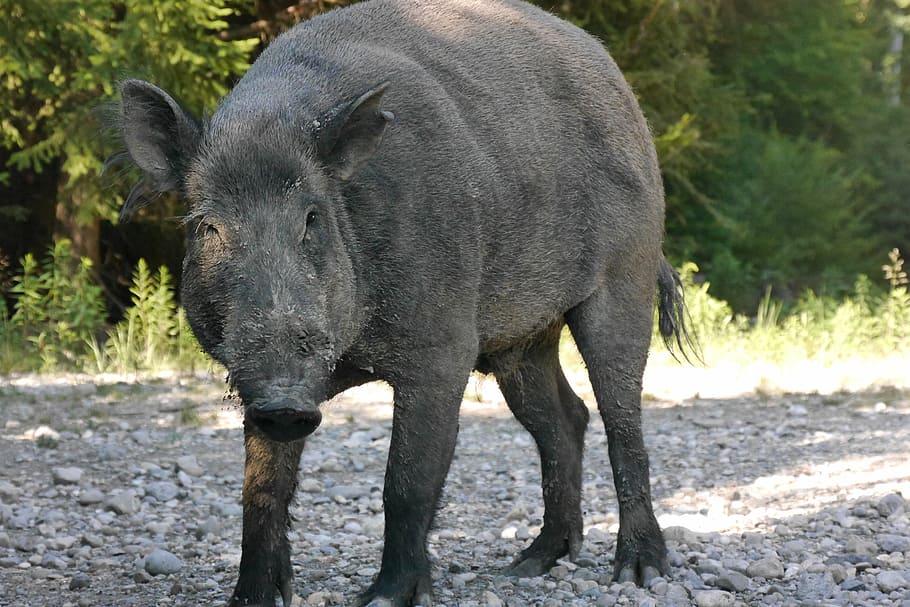 boar, bache, sow, animal themes, one animal, animal wildlife HD wallpaper